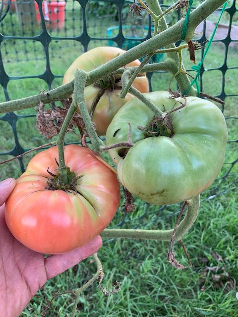 rockspan farm, tree farm, raise tomatoes, 