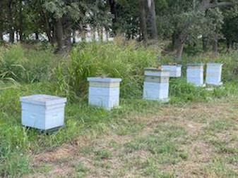 John Moore, bee keeper, honey bees, rockspan farm, tree farm