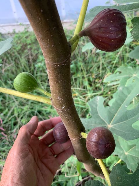 Ozarks tree farm, rockspan tree farm, grow figs, fig tree, harvest figs, rockspan farm, fresh figs