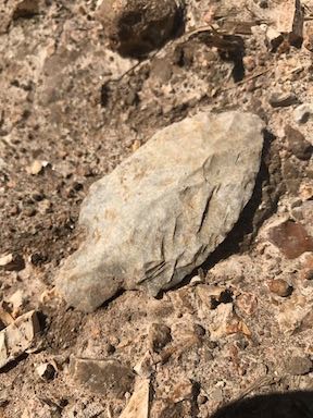 arrowhead, native flint point, rockspan farm, tree farm, find arrowhead, rare arrowhead