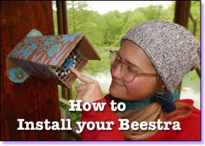 Ames Chiles, native bees, beestra, beefoster, install your beestra, tree farm